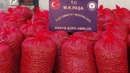 Bir Ton Ceviz &Ccedil;alan Hırsızlar Yakalandı