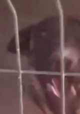 Birecik&rsquo;te K&ouml;pekler Belediye İş&ccedil;isine Saldırdı