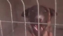 Birecik’te Köpekler Belediye İşçisine Saldırdı