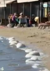 Bodrum'da &Ccedil;evre Skandalı: Sahil Atıkla Kaplandı