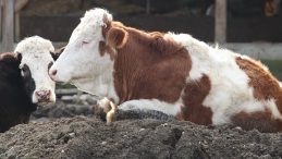 Bolu'da 18 Köy ve 4 Mahalle Karantina Altına Alındı!