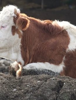 Bolu'da 18 Köy ve 4 Mahalle Karantina Altına Alındı!