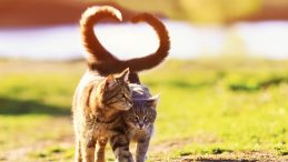 Boşandığı Eşine 10 Bin Lira Kedi Nafakası &Ouml;deyecek