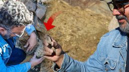 B&ouml;lge Halkı Yıllardır Sıradan Bir Taş Zannediyordu! Bing&ouml;l'de B&uuml;y&uuml;k Keşif: 50 Milyon Yıllık Olma İhtimali