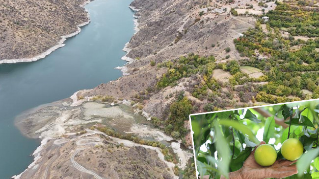 Bu K&ouml;yde Ne Ekersen Onu Bi&ccedil;iyorsun! Akdeniz ve Karadeniz İkliminin Bir Arada Oluşu: 'Olur mu Olmaz mı Diyerek Denedik, Başardık'