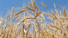 Çin'den Bir Yıl Sonra İlk! ABD'den Buğday Satın Alacak