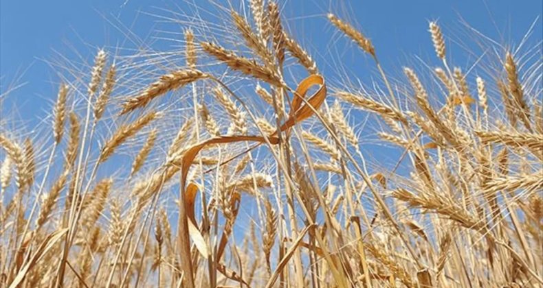 Çin'den Bir Yıl Sonra İlk! ABD'den Buğday Satın Alacak