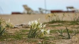 Dikkat: Bu Çiçeğe Dokunmanın Cezası 550 Bin TL!