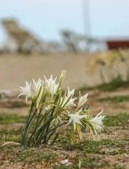 Dikkat: Bu Çiçeğe Dokunmanın Cezası 550 Bin TL!