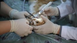 Diyarbakır'da "Can Dostlar"a Uzmanlardan Ağız ve Diş Tedavisi Hizmeti!