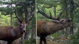 Dünyanın En Büyüğü: Ankara'da Görüldü! 'Önce Sessizliği Bozdu, Sonra Unutulmaz Bir Bakış Attı'