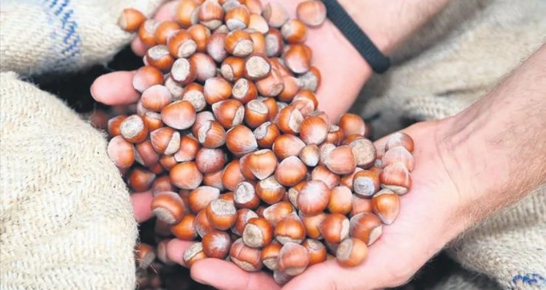 Fındık piyasası manipülasyona teslim edilmez