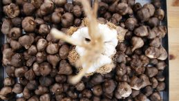 G&uuml;ney Kore'de Tanıştı: Taşk&ouml;pr&uuml; Siyah Sarımsağı ile &Uuml;r&uuml;nler &Uuml;retti