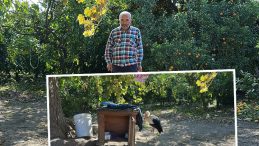 Hataylı Vatandaş Bah&ccedil;esinde İlgin&ccedil; Bir Buluntuya Rastladı: K&uuml;meste Tavuklarla Yaşıyor