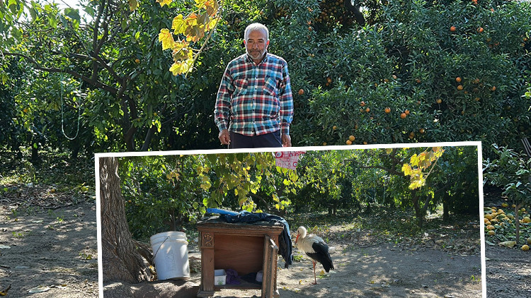 Hataylı Vatandaş Bah&ccedil;esinde İlgin&ccedil; Bir Buluntuya Rastladı: K&uuml;meste Tavuklarla Yaşıyor