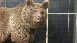 Hayata D&ouml;n&uuml;ş: Tedavi Edilen Bozayı Yavrusunun Mutlu Halleri