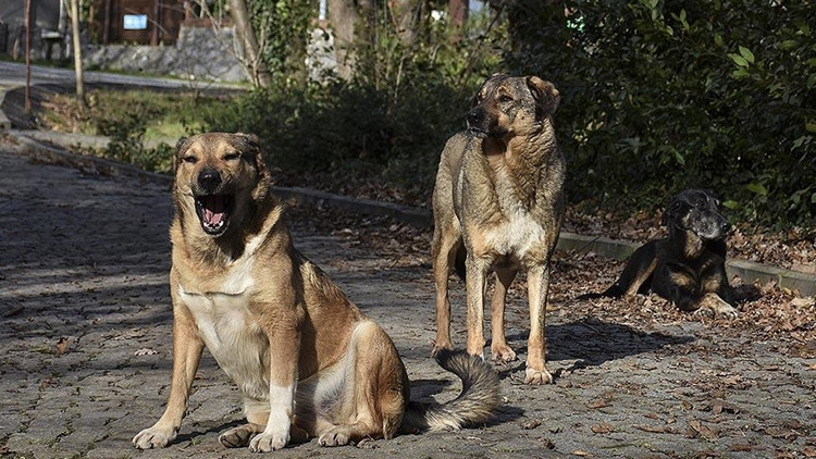 İstanbul Valiliği'nden Sokak K&ouml;pekleriyle İlgili Yeni Genelge