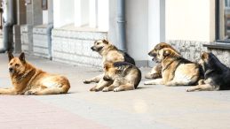 İstanbul Valiliği&rsquo;nden belediyelere sokak hayvanları uyarısı: Acele edin