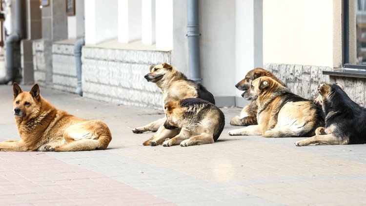 İstanbul Valiliği&rsquo;nden belediyelere sokak hayvanları uyarısı: Acele edin