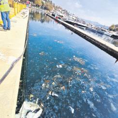 İstinye Koyu Manzarası