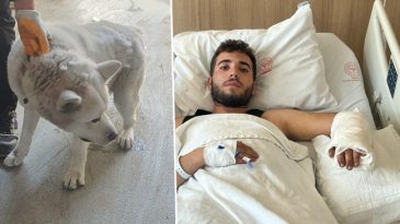 İşyerindeki K&ouml;peğin Saldırısına Uğrayan Gen&ccedil; Yaşadıklarını Anlattı: 'Yemeğini Verdiğim Sırada &Ouml;nce Kafamdan, Sonra Kolumdan Isırdı'