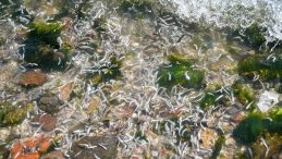 İZDENİZ Genel M&uuml;d&uuml;r&uuml; Marım&rsquo;dan &Ouml;nemli A&ccedil;ıklamalar: Son İki Yılda K&ouml;rfezden 100 Tona Yakın &Ouml;l&uuml; Balık Topladık