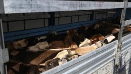 İzinsiz Hayvan Sevkiyatına 1,2 Milyon TL Ceza