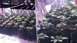 İzmir'de Evinde Kenevir Yetiştiren Şahıs Yakalandı!