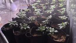 İzmir'de Uyuşturucu Madde Baskını: Evinde Sera Kurmuş!