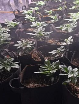 İzmir'de Uyuşturucu Madde Baskını: Evinde Sera Kurmuş!