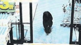 Japonya Ayı Saldırılarına Karşı Avcıları Görevlendirecek