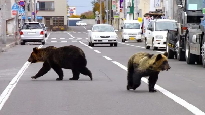 Japonya'da Ayı Korkusu: 69 Yaşındaki Adam Tuvaletten &Ccedil;ıkarken Saldırıya Uğradı!