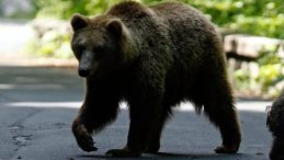 Japonya'da Havalimanında Ayı Alarmı: Uçuşlar Etkilendi!