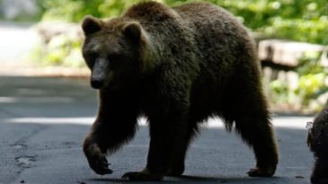Japonya'da Havalimanında Ayı Alarmı: U&ccedil;uşlar Etkilendi!