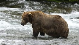 Japonya’da Havalimanında Panik: Ayı Piste Girdi