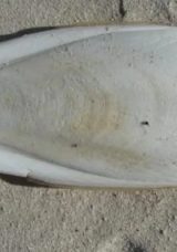 Kalamar Kemiği Nedir? Kuşlar İ&ccedil;in Kalamar Kemiği Ne İşe Yarar, Ka&ccedil; G&uuml;nde Bir Verilir?