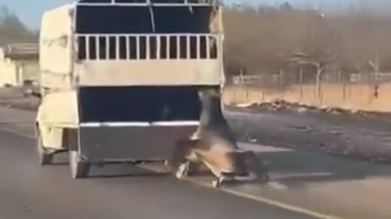 Kamyonetin Arkasına Bağlı At, Dakikalarca S&uuml;r&uuml;klenerek Yaralandı