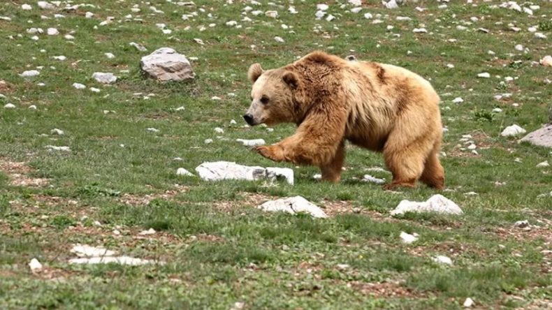 Kanada’da Öğrenci Grubuna Ayı Saldırdı: 11 Yaralı!