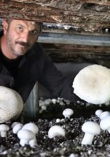Kariyerini Bıraktı, Mantar &Ccedil;iftliği Kurdu