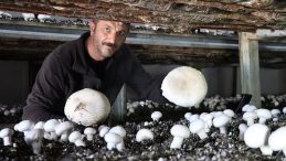 Kariyerini Bıraktı, Mantar &Ccedil;iftliği Kurdu