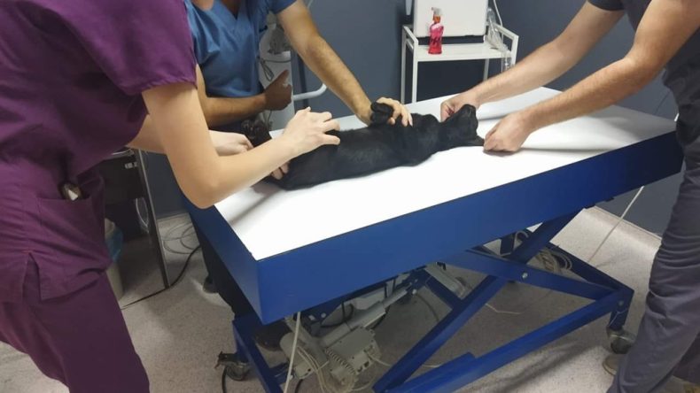 Kedilere Av T&uuml;feğiyle Kasten Zarar Veren Kişiye 3 Yıla Kadar Hapis Cezası İstendi