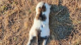 Kedinin İşkenceyle Öldürüldüğü İddiasına Soruşturma Başlatıldı