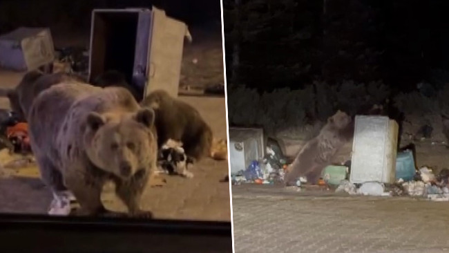 Kış Uykusuna Yatmadılar, Şehir Merkezine İndiler!