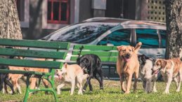 Kontrols&uuml;z Beslemeye Yasal D&uuml;zenleme Getirildi