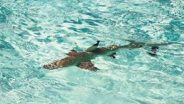 K&ouml;pekbalığı Saldırısı: Bir Kişinin Hayatı Kayıp