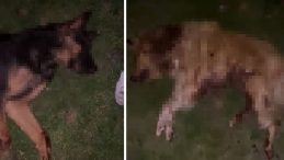 K&ouml;pekler &Ccedil;&ouml;p Kovasında &Ouml;l&uuml; Bulundu | Vahşet Sonrası Valilikten A&ccedil;ıklama