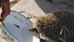 Kulaklarını A&ccedil;ıp Koşuyor! S&uuml;t Makinesinin Sesine Y&ouml;nelen Kirpi Kalpleri Isıttı