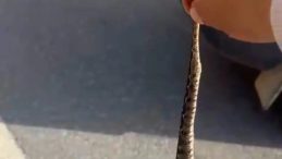 K&uuml;tahya'da &Ouml;l&uuml;mle 'Engerekli' Dans: Yılanı Kuyruğundan Tutup Sevdiği Anları Kameraya Kaydetti! 'En Zehirli Yılan Cinslerinden'