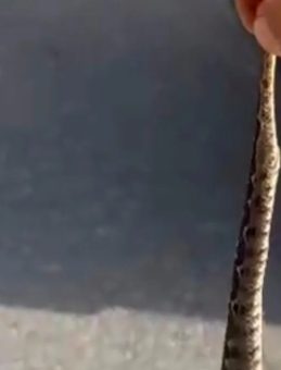 Kütahya'da Ölümle 'Engerekli' Dans: Yılanı Kuyruğundan Tutup Sevdiği Anları Kameraya Kaydetti! 'En Zehirli Yılan Cinslerinden'