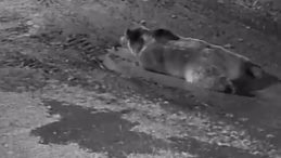 Mahallelinin Kâbusu Olmuştu! Evinin Önünde Gören Vatandaş Kamyonetle Takip Etti